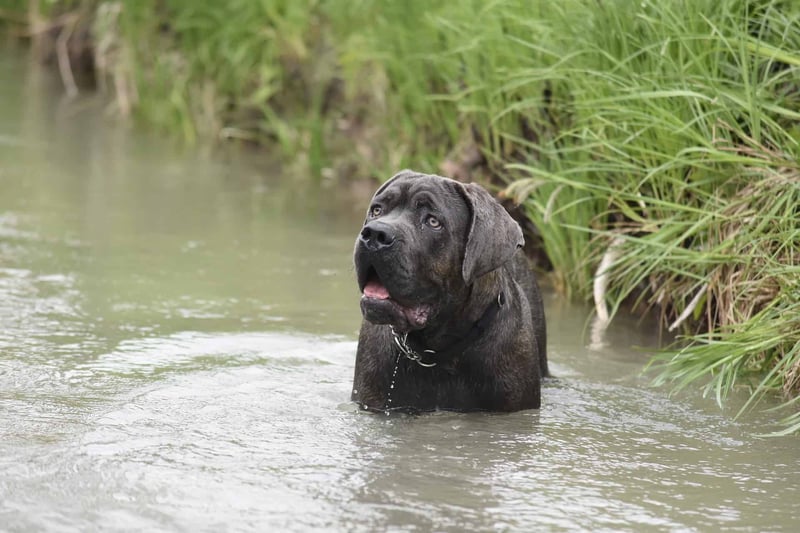 Adorable dog swimming in a river with tall green grass in the background.