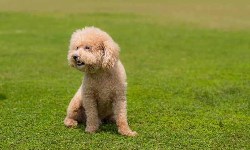 Essential Information for Mini Goldendoodle Owners