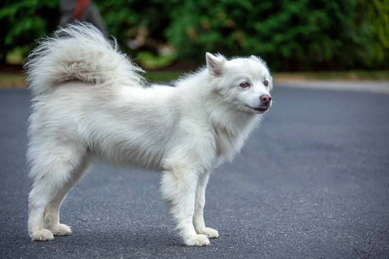 A cute white dog with fluffy fur standing on a paved surface outdoors, looking alert and happy.