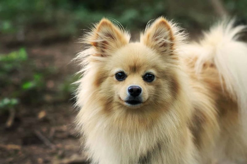 Cute Pomeranian puppy with fluffy fur, black eyes, and alert ears in natural setting.