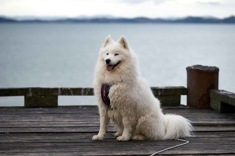 Essential Training Guidelines for Samoyeds