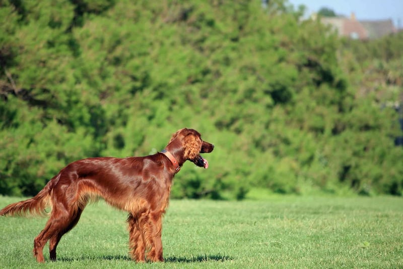 Exercise Expectations for Your Irish Setter