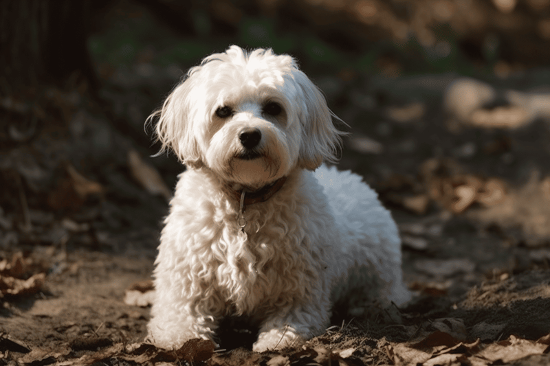 Cute fluffy dog enjoying a walk outdoors, emphasizing dog grooming and care services offered by Dogfix.com.