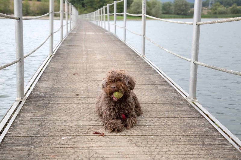 Exercise Needs for Spanish Water Dogs