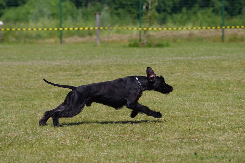 A black dog running energetically outdoors in a grassy area, showcasing agility and joy during playtime.