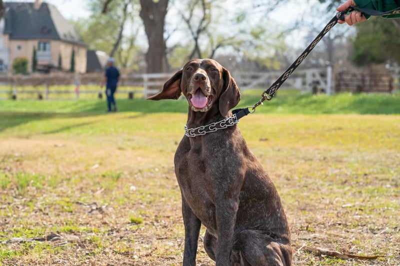 Dog sitting on a leash during outdoor walk in a park, sunny day, with owner in background.