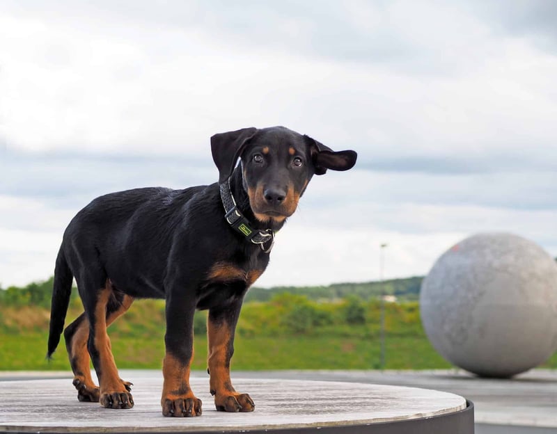 Exploring the Temperament and Intelligence of Beaucerons