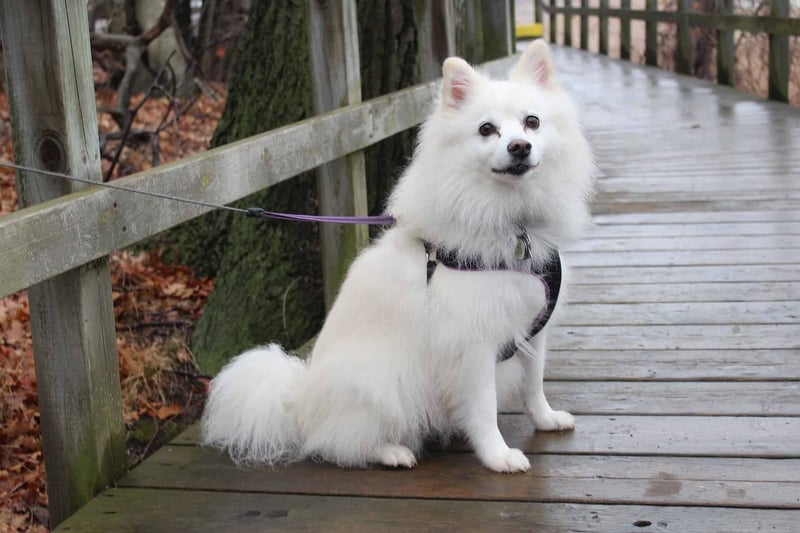Adorable white dog on a leash standing on a wooden bridge in outdoor nature setting, cute and fluffy appearance.