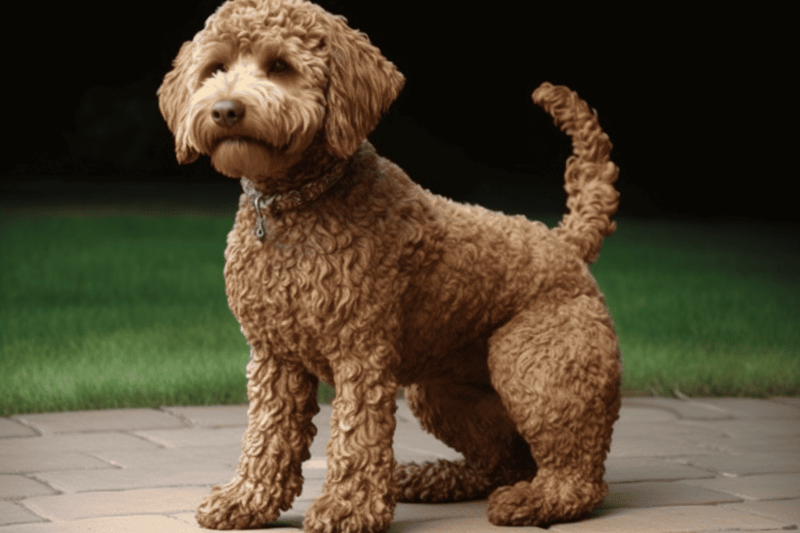 Adorable curly Labradoodle puppy on a stone pathway, playful and cute, perfect for dog lovers.