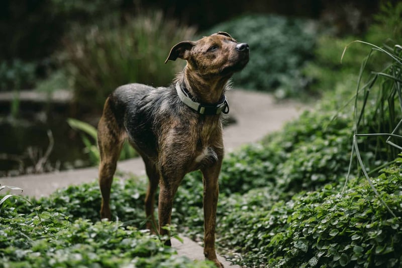 Friendly brindle dog exploring outdoor trail in lush greenery.