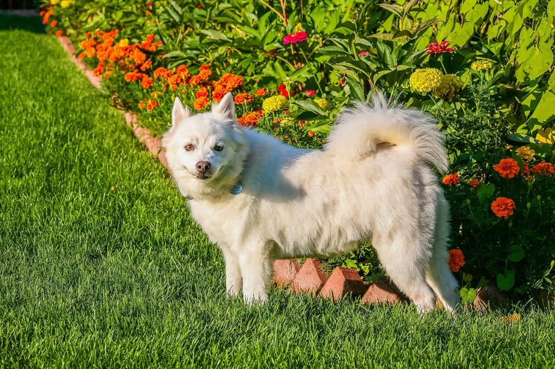 Dog on a lush green lawn with vibrant flower bed.