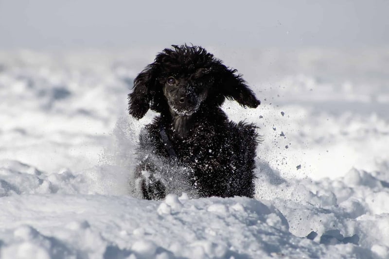 Fascinating Fact 1 About Miniature Poodles