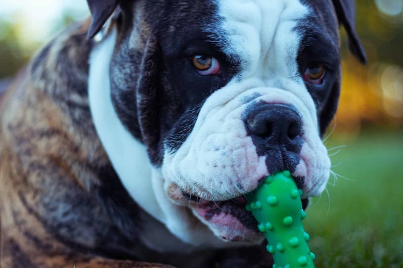 Close-up of a bulldog with a green rubber chew toy in its mouth, outdoor setting with blurred background.