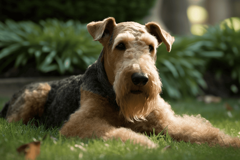 Dog grooming and care tips for Airedale Terriers | Dogfix.com.