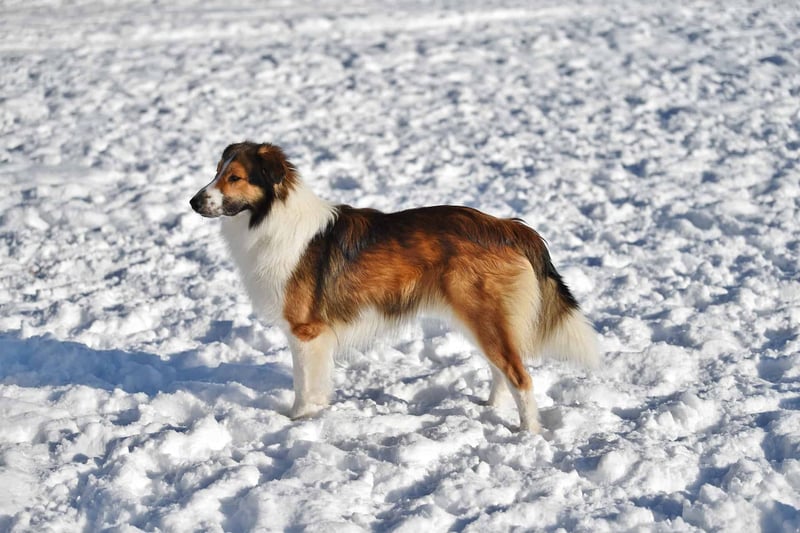 Dog in snow-covered field, Australian Shepherd breed, enjoying winter outdoor fun.