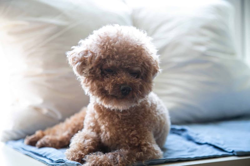Fascinating Fact 1 about Teacup Poodles