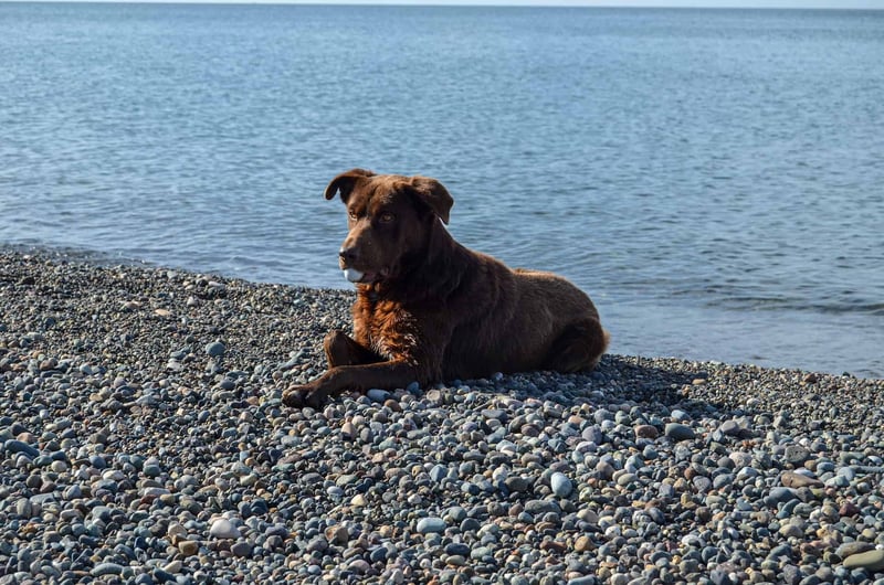 Fascinating Fact 2 About Chesapeake Bay Retrievers