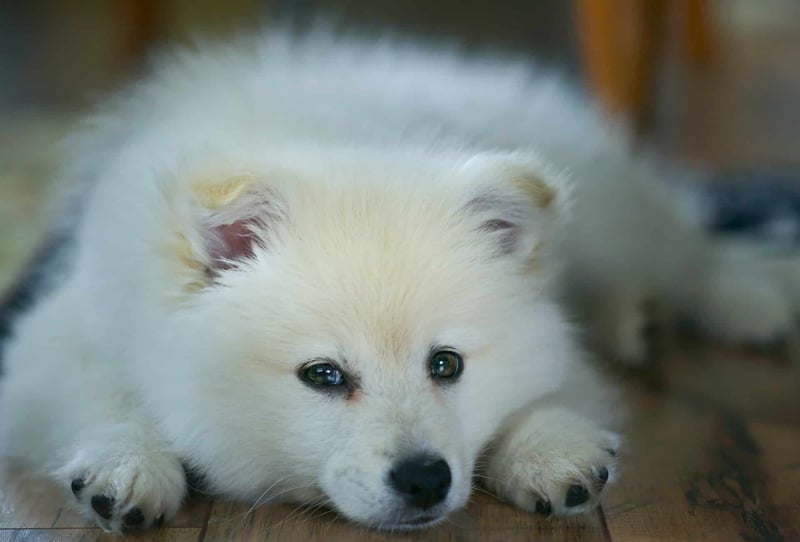 Adorable white puppy lying down on a wooden floor, showcasing playful and relaxed pet care.