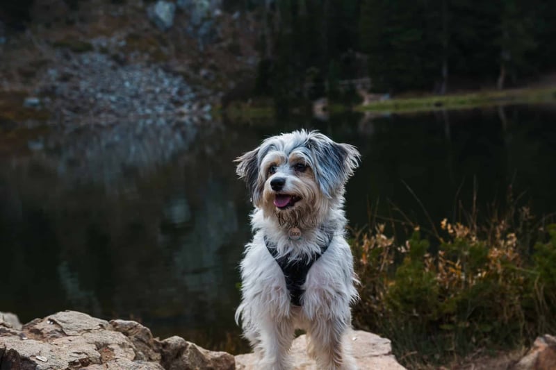 ALT text: Adorable small dog standing near a lake surrounded by trees.
