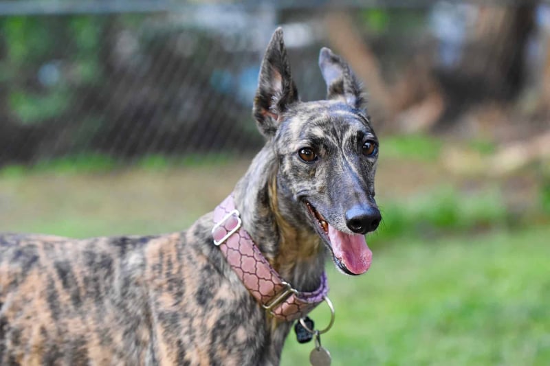 Adorable brindle-colored dog with a pink harness enjoying outdoor playtime.