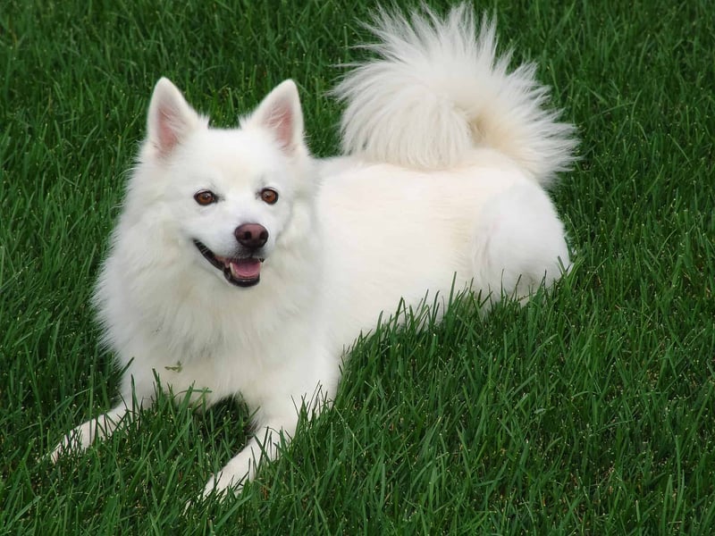 Happy white dog relaxing outdoors on lush green grass, showcasing healthy coat and playful personality.