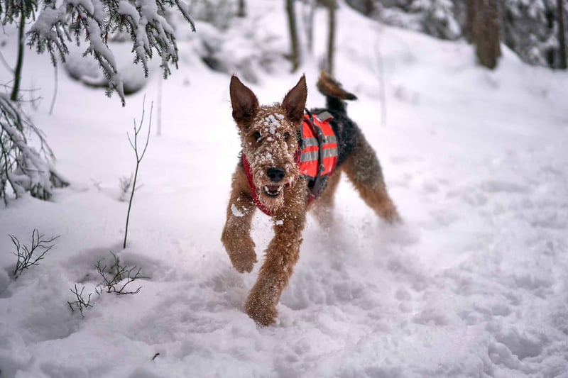Dog running in snowy landscape, wearing a red harness, joyful outdoor activity, winter dog adventure.