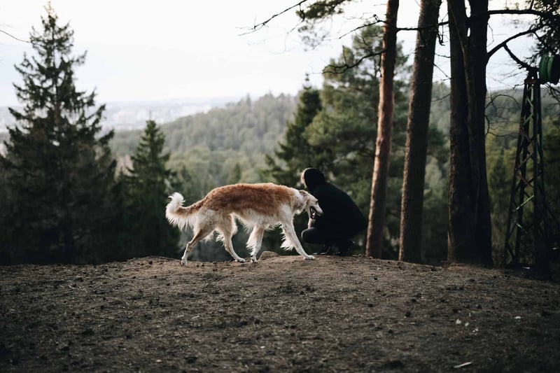 Image of a dog and a person interacting outdoors in a wooded setting, showcasing pet companionship and outdoor activity.
