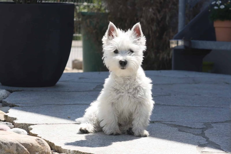 Fascinating Fact ##West Highland White Terriers