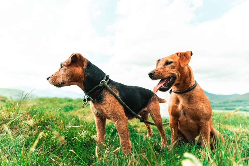 Adorable dogs enjoying a walk in nature, showcasing professional dog walking services for pet owners.