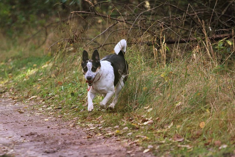 Energetic dog running on trail with tall grass and trees.