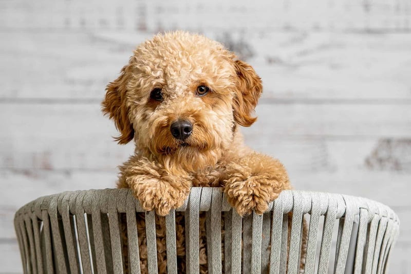 Feeding and Dietary Needs of Mini Goldendoodles
