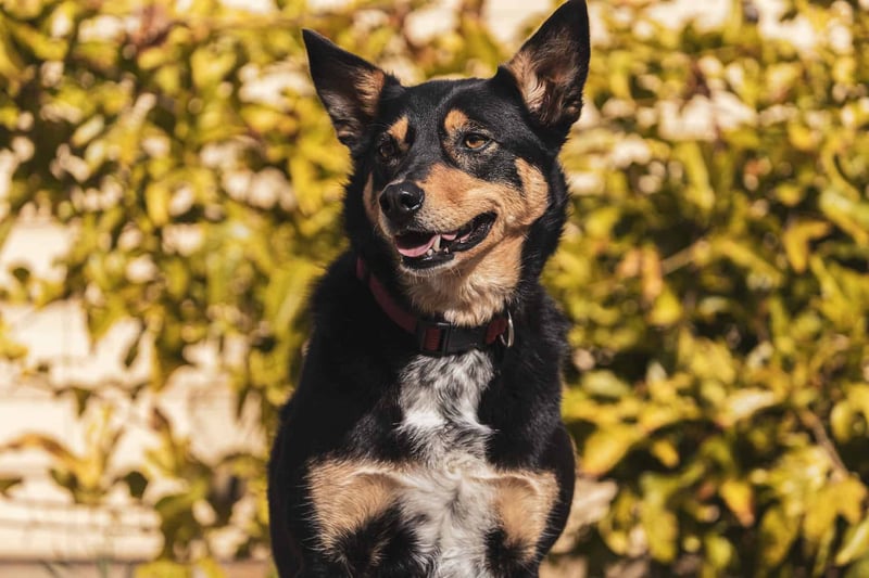 Final Reflections on the Australian Kelpie Breed