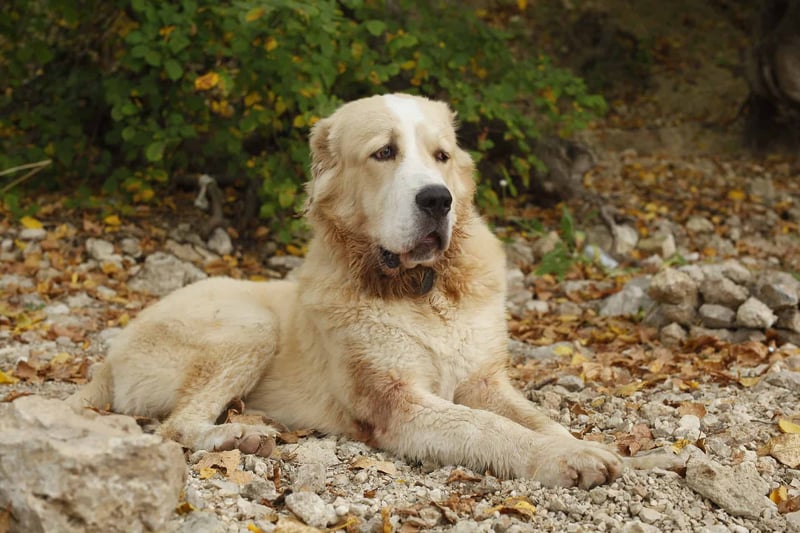 Comfortable dog resting in nature, outdoor dog care, autumn forest scene, dog loving environment.