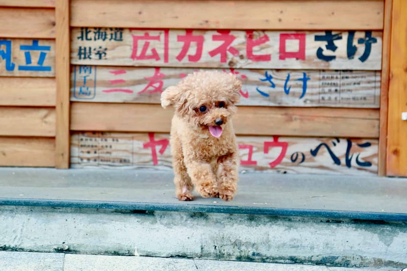 Final Reflections on the Teacup Poodle Breed