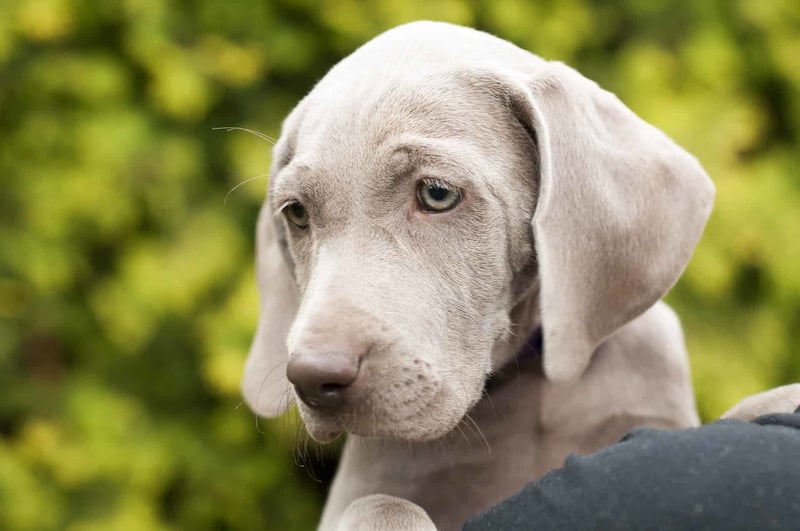 Final Reflections on the Weimaraner Breed