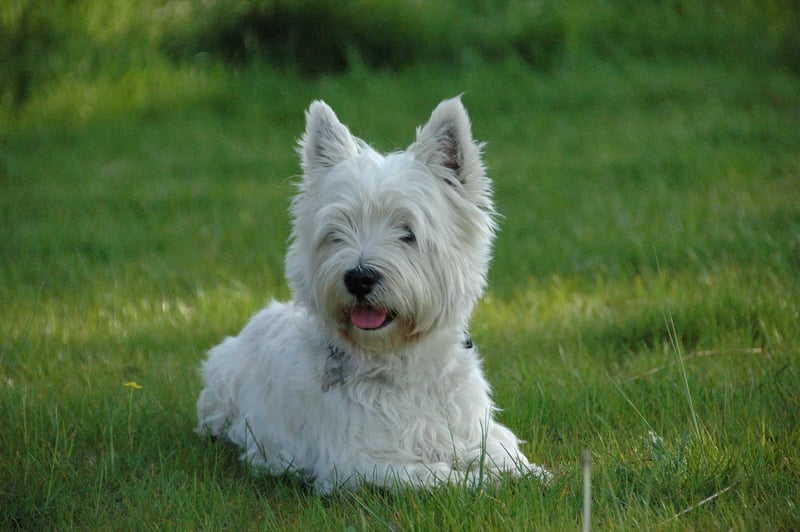Final Reflections on the West Highland White Terrier Breed