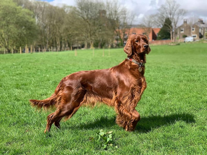 Irish Setter photo 1