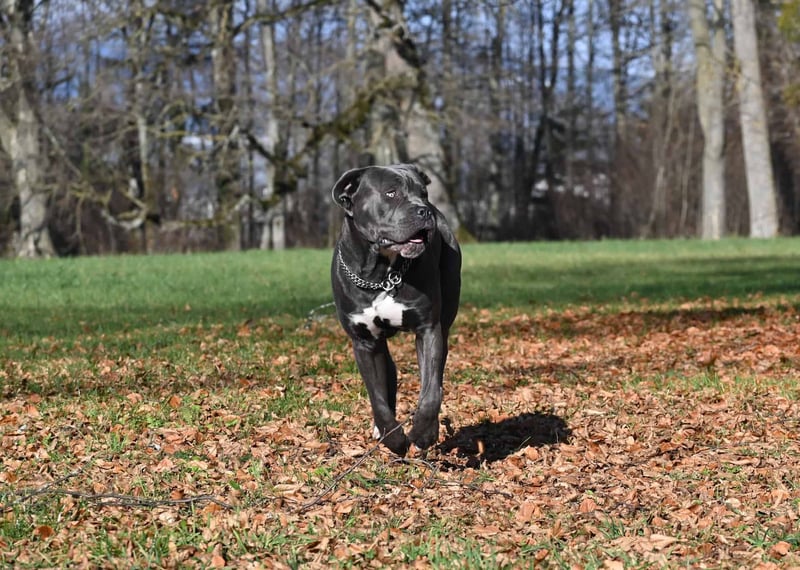 Cane Corso photo 1