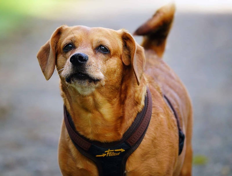 Dorgi (Corgi & Dachshund Blend) photo 1