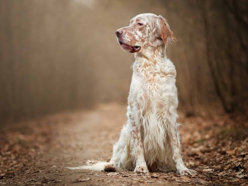 English Setter photo 1