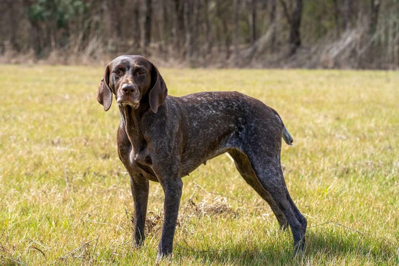 German Shorthaired Pointer photo 1