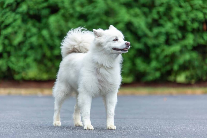 Miniature American Eskimo photo 1