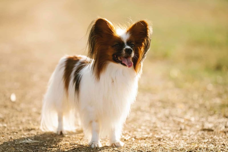 Papillon photo 1