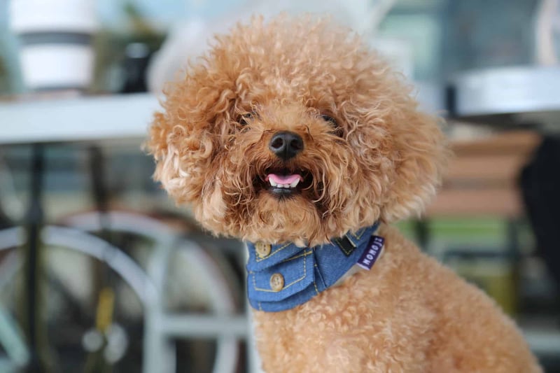 Teacup Poodle photo 1