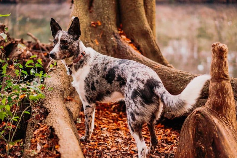 Texas Heeler photo 1