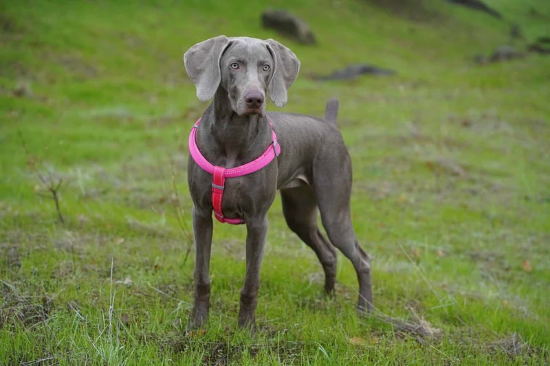 Weimaraner photo 1