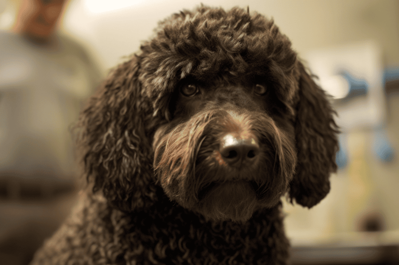 Grooming Necessities for Spanish Water Dogs