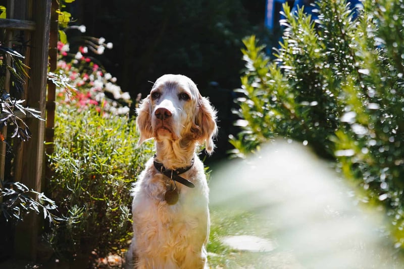 Grooming Your English Setter What You Need to Know