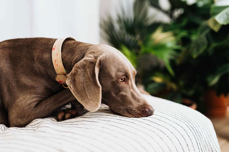 Adorable dog resting on a striped cushion with indoor greenery, perfect for pet care and comfort.
