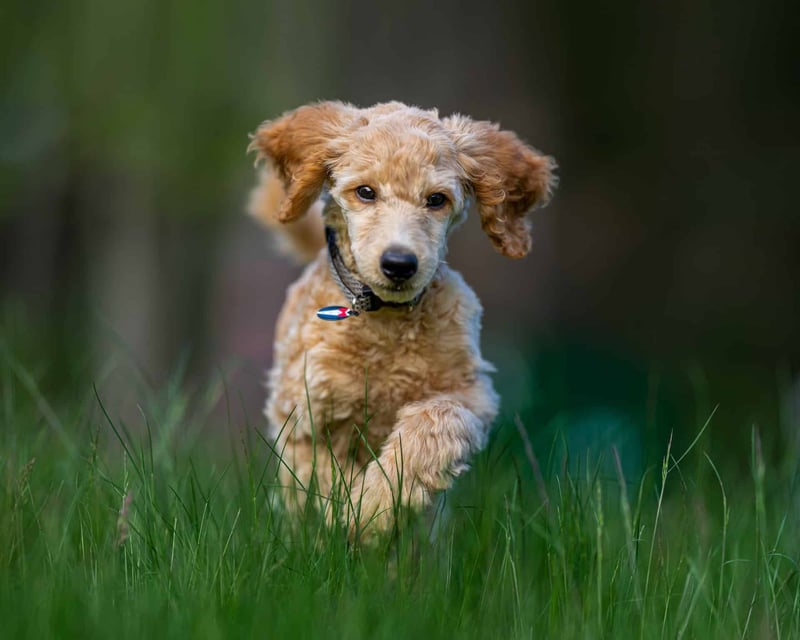 Adorable puppy running freely in lush green outdoors.